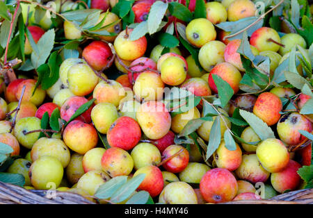 Mele per la vendita sul mercato in stallo, Bosa, Sardegna, Italia Foto Stock