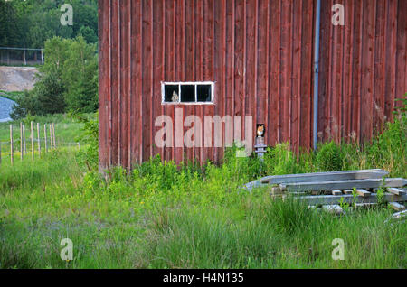 Cat lokking fuori dal suo granaio estate Svezia Foto Stock