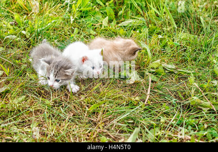 Tre gattini camminare sull'erba nel giardino sul giorno di estate Foto Stock
