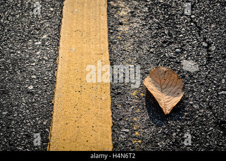 Foglie di colore giallo sulla strada Foto Stock
