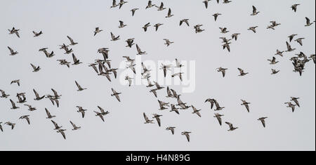 Stormo di oche facciabianca in volo e di svernamento a Loch Strathbeg, vicino Fraserburgh, Scozia Foto Stock