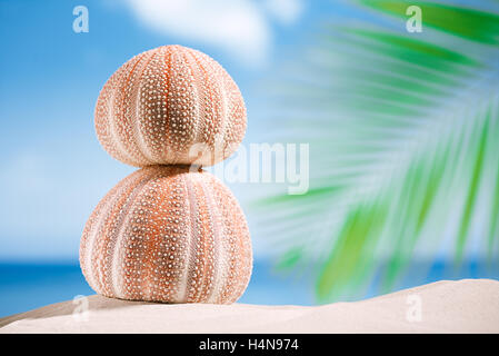 Ricci di mare - bello e colorato sulla spiaggia di sabbia bianca, oceano e cielo seascape Foto Stock