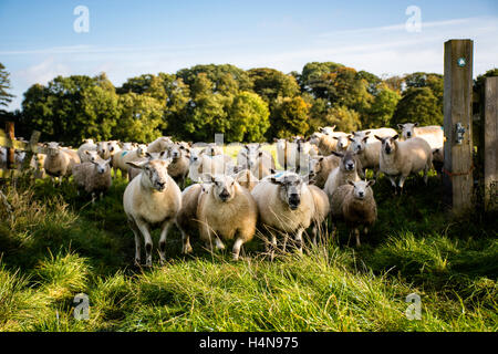 Gregge di pecore in piedi nel gateway Foto Stock