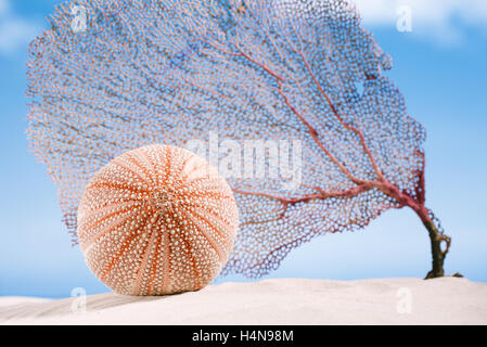 Ricci di mare ricci di mare e corallo - bello e colorato sulla spiaggia di sabbia bianca, oceano e cielo seascape Foto Stock