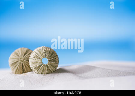 Ricci di mare - bello e colorato sulla spiaggia di sabbia bianca, oceano e cielo seascape Foto Stock