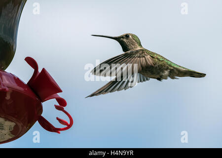 Femmina di Anna hummingbird a alimentatore, Vancouver, British Columbia Foto Stock