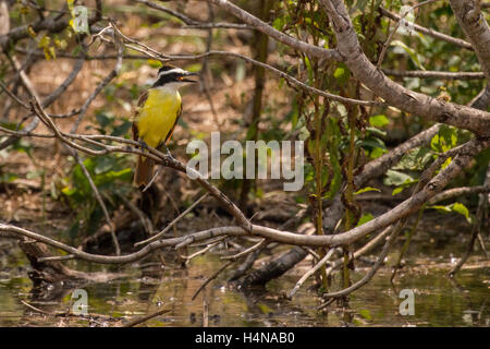 Grande Kiskadee (Pitangus sulfuratus) - Hugh Ramsey Natura Park, Harlingen, Texas, Stati Uniti d'America Foto Stock