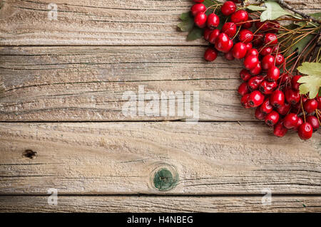 Bacche di biancospino sul pannello di legno Foto Stock