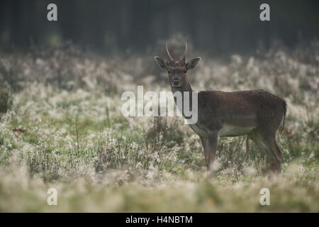 Daini (Dama Dama), giovane animale con corna appuntite all'alba, su una coperta di rugiada prato naturale, nell'erba alta. Foto Stock