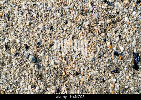 Poco di conchiglie e sabbia sulla spiaggia. Background e texture Foto Stock