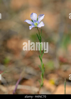 Pale Lino - Linum bienne fiore & Foglie Foto Stock