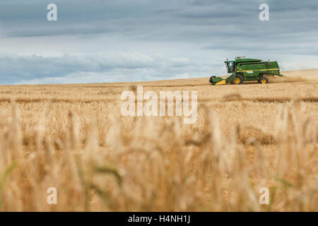 Combinare il raccolto di un campo di grano Foto Stock