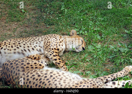 Due Amur leopard dormire sul prato verde Foto Stock