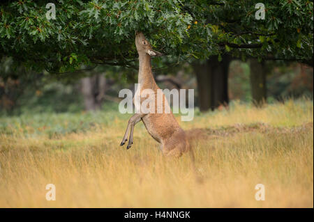 Femmina rosso cervo in piedi sulle sue zampe posteriori per raggiungere e mangiare le foglie di quercia. Richmond Park, London, Regno Unito. Foto Stock