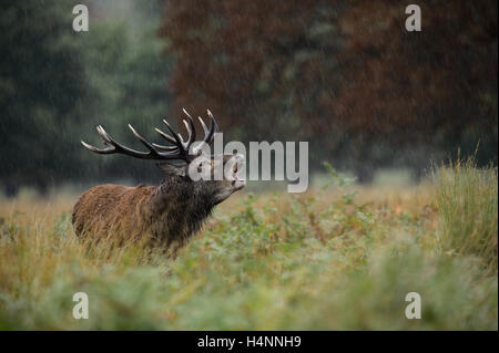 Chiamando il cervo rosso cervo sotto la pioggia durante la stagione di solchi. Richmond Park, London, Regno Unito Foto Stock