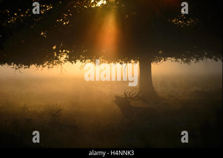 Red Deer stag chiamando all'inizio di foschia mattutina di sunrise, sotto un albero e raggi di luce, Richmond Park, London, Regno Unito. Foto Stock