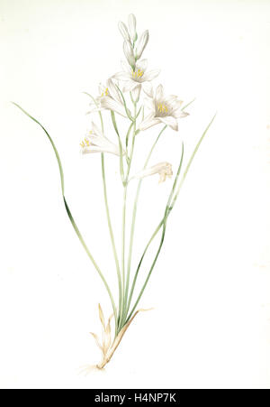 Phalangium liliastrum, Paradisaea Liliastrum; Phalangére lis Saint-Bruno; San Bruno's Lily, Redouté, Pierre Joseph, 1759-1840 Foto Stock