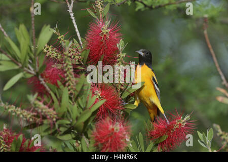 Baltimore Rigogolo (Icterus galbula), maschio adulto alimentazione su blooming Lemon scovolino da bottiglia, crimson scovolino da bottiglia , Texas Foto Stock