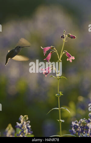 Nero-chinned Hummingbird (Archilochus alexandri), femmina adulta alimentando il blooming Hill Country penstemon, Texas Foto Stock