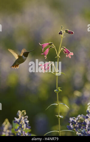 Nero-chinned Hummingbird (Archilochus alexandri), maschio adulto alimentazione su blooming Hill Country penstemon, Texas Foto Stock