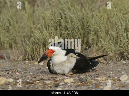 Nero (Skimmer Rynchops niger), adulti con giovani, Port Isabel, Laguna Madre, South Padre Island, Texas, Stati Uniti d'America Foto Stock