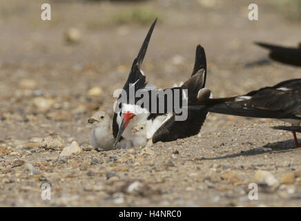 Nero (Skimmer Rynchops niger), adulti con giovani, Port Isabel, Laguna Madre, South Padre Island, Texas, Stati Uniti d'America Foto Stock