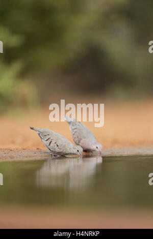 Comune (Ground-Dove Columbina passerina), Adulto coppia bere, Rio Grande Valley, il Texas del Sud, Texas, Stati Uniti d'America Foto Stock