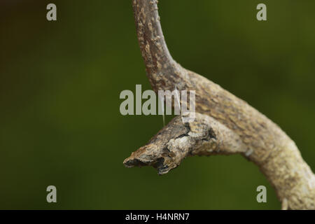 A coda di rondine gigante (Papilio cresphontes), crisalide, rotto il ramo mimica, Hill Country, Texas, Stati Uniti d'America Foto Stock
