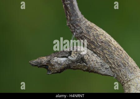 A coda di rondine gigante (Papilio cresphontes), crisalide, rotto il ramo mimica, Hill Country, Texas, Stati Uniti d'America Foto Stock