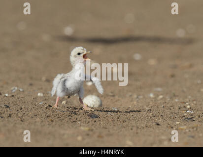 Almeno Tern (sterna antillarum), giovani tern chiamando, Port Isabel, Laguna Madre, South Padre Island, Texas, Stati Uniti d'America Foto Stock