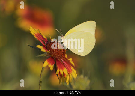 Lyside zolfo (Kricogonia lyside), Adulto alimentazione su Indian Blanket, ruota di fuoco (Gaillardia pulchella), Texas, Stati Uniti d'America Foto Stock