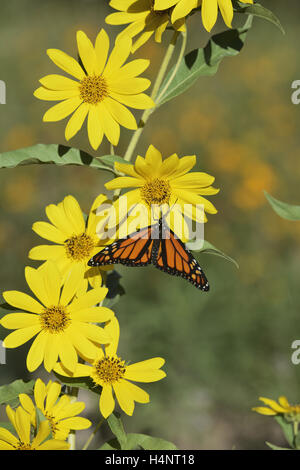 La Monarch (Danaus plexippus), maschio alimentazione su Maximilians girasole (Helianthus maximilianii), Hill Country, Texas, Stati Uniti d'America Foto Stock