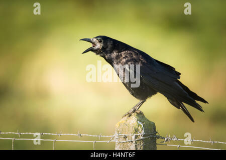 Rook (Corvus frugilegus) chiamando su un filo spinato Foto Stock