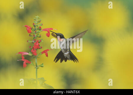 Ruby-throated Hummingbird (archilochus colubris), maschio in volo su alimentazione Tropical salvia (Salvia coccinea) fiore, Texas Foto Stock