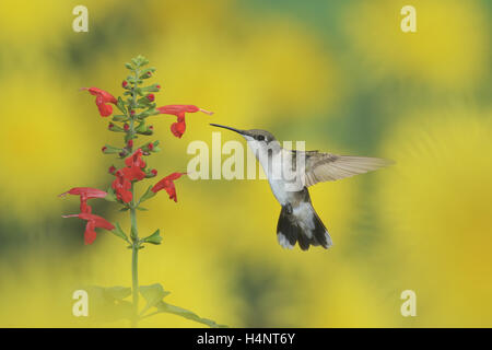 Ruby-throated Hummingbird (archilochus colubris), femmina in volo su alimentazione Tropical salvia (Salvia coccinea) fiore, Texas Foto Stock