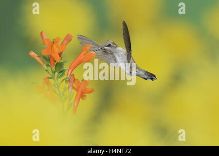 Ruby-throated Hummingbird (archilochus colubris), femmina in volo su alimentazione Cape caprifoglio (Tecoma capensis) fiore, Texas