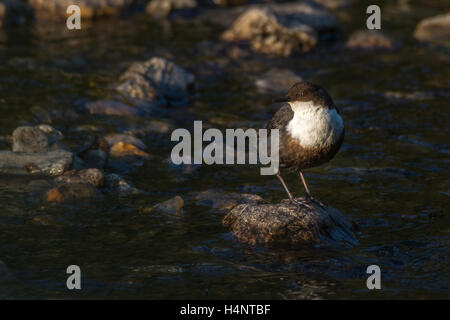 Bilanciere (Cinclus cinclus) arroccata su una roccia su un fiume stoney Foto Stock
