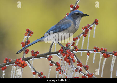 Western Scrub-Jay (Aphelocoma californica), Adulto appollaiato sul ramo ghiacciato di opossum Haw Holly (leccio decidua) con frutti di bosco, Texas Foto Stock