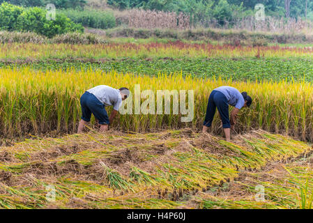 Gli agricoltori cinesi la mietitura del riso nel campo di riso in nuvoloso pioggia in Yangshuo Foto Stock