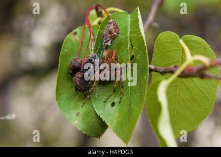 Appena un poco amichevole spider, rendendo la sua casa in una struttura ad albero. Foto Stock