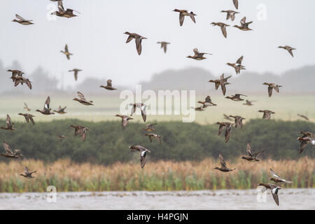 Gregge di wigeon (Anas penelope), di svernamento in migliaia a Loch Strathbeg, vicino Fraserburgh, Scotland, Regno Unito Foto Stock