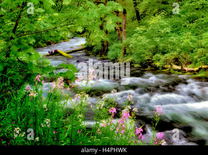 Tanner Creek e dame Rocket fiori selvatici. Columbia River Gorge National Scenic Area, Oregon Foto Stock