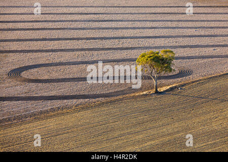 La bassa altitudine antenna della terra agricola e gomma Lone Tree in campo vicino Natimuk, Western Victoria, Australia. Foto Stock