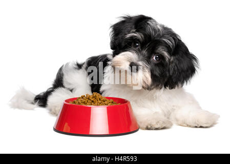 Carino Havanese cucciolo di cane è disteso accanto a un rosso una ciotola di cibo per cani Foto Stock