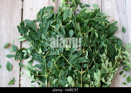 Moringa Oleifera o noto come foglie di coscia Foto Stock