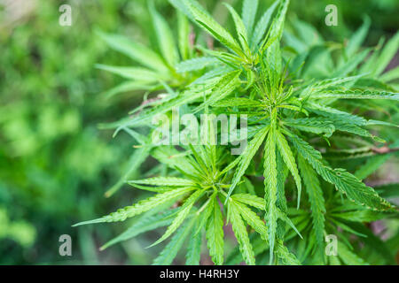 La marijuana è cresciuta per scopi medici Foto Stock