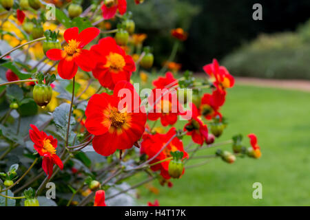 Splendida fioritura rossa dalie in cottage flower Border con uno sfondo verde Foto Stock