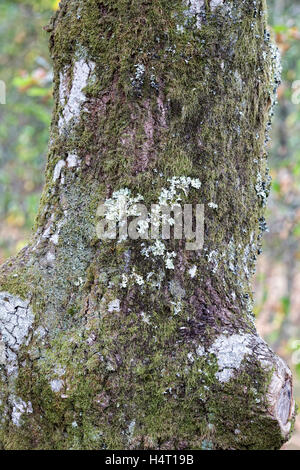 Licheni e muschi a copertura di corteccia di albero. Foto Stock