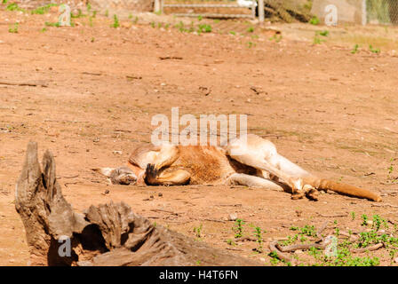 Un grande kangaroo posa sulla terra al sole dormire Foto Stock