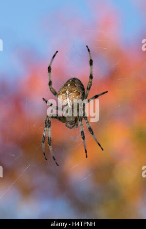 Una croce Orbitweaver ragno con il colore di autunno dietro. Foto Stock